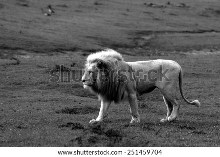 A big male white lion approaches in this image.