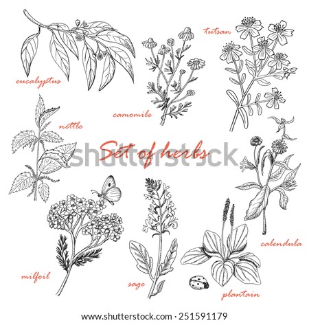 Set of isolated herbs in sketch style. Vector illustration for your design Royalty-Free Stock Photo #251591179