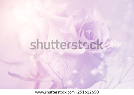 flower on soft pastel color