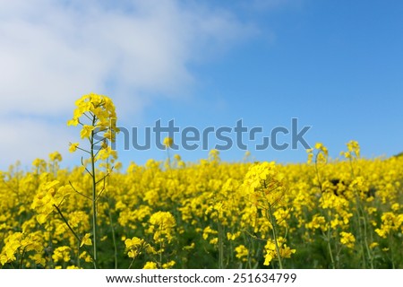 field mustard / rape blossoms Royalty-Free Stock Photo #251634799
