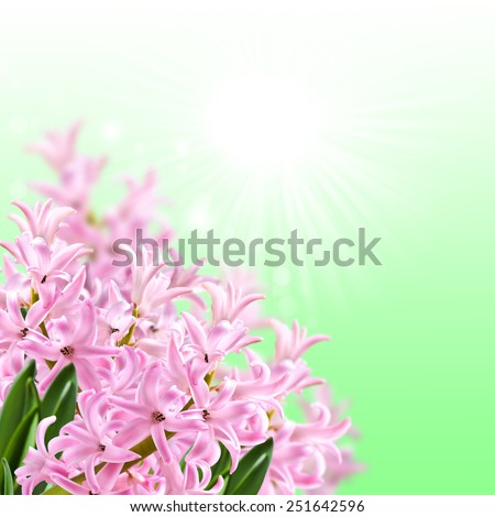 Collage of colors pink hyacinth on a green background