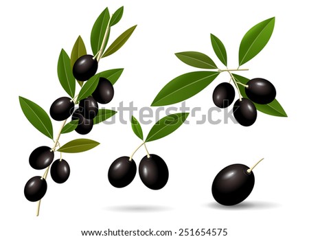 Vector set of green leafy twigs with healthy ripe black olives isolated on white background