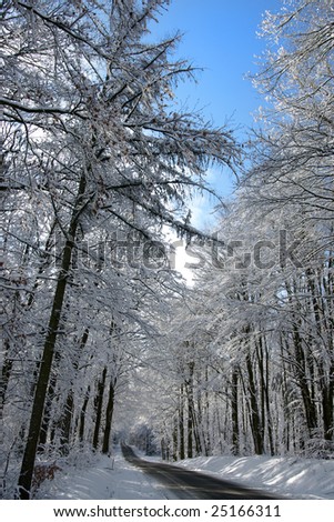 A row of trees in snowy surroundings with a great blue sky