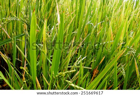 Rice paddy field.Serial plant at mid stage in Sri Lanka.