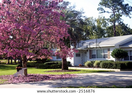 Front of a white ranch-style house with a Pink Tabebuia tree in full bloom, Orlando, Florida PHOTO ID: House00003a