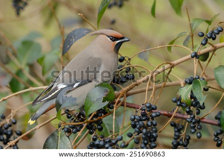 Bohemian waxwing perched on a twig with a nice background