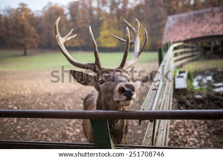 big stag or deer with big antlers