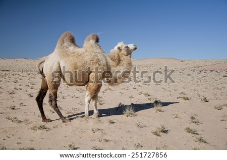 Mongolian camel Royalty-Free Stock Photo #251727856