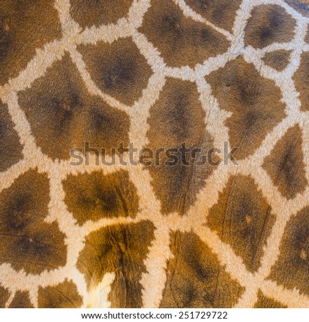 Giraffe skin texture background