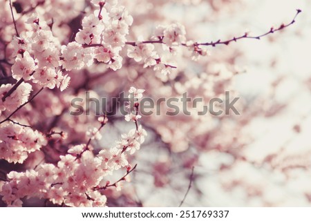 Spring Cherry blossoms, pink flowers. Royalty-Free Stock Photo #251769337