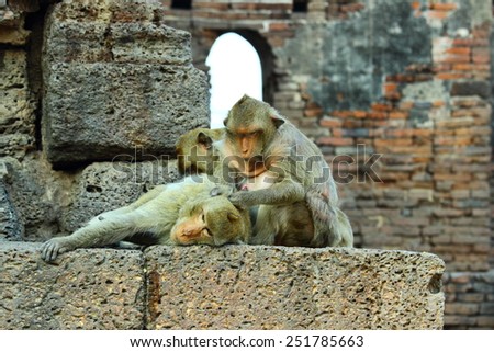 Monkeys living in the temple of Thailand (Phra Prang Sam Yot. Lopburi The ancient and historic and archaeological importance of the province of Suphan Buri),Monkey.