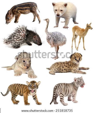 baby animals collection isolated on white background