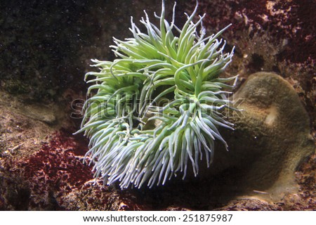 sea anenome, open and feeding Royalty-Free Stock Photo #251875987
