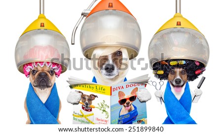 group or team of dogs at the groomer or hairdresser, under  drying hood,holding  scissors ,hair comb, reading a magazine, isolated on white background
