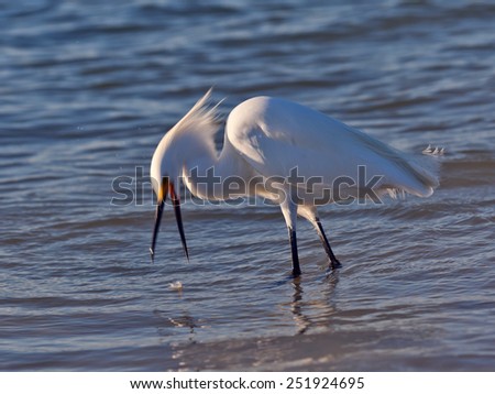 Snowy egret, the lost fish, in-motion unsharpness