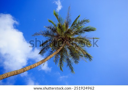 Coconut tree on background blue sky.