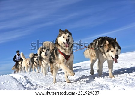 Sledge dogs Royalty-Free Stock Photo #251929837