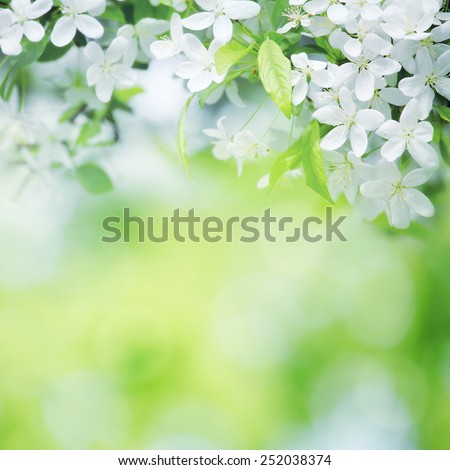 cherry flowers in sunny day on green blurred background with selective focus
