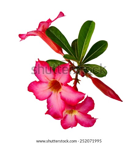 Red Desert Flower, adenium obesum isolated on white BG. Royalty-Free Stock Photo #252071995
