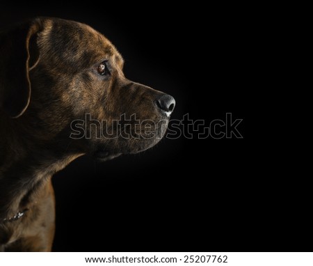 Pitt Bull Pup Royalty-Free Stock Photo #25207762