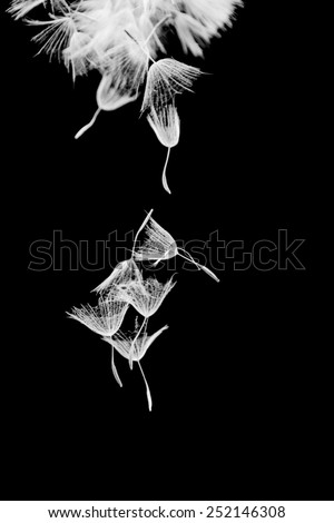 Dandelion seeds with small, wooden laundry nippers and thin metallic wire on black background