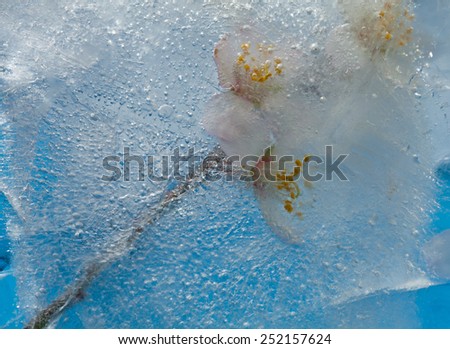 frozen flora - almond blossoms in a block of ice