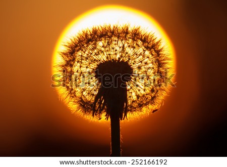 Fluffy dandelion silhouette on blur background of the setting sun