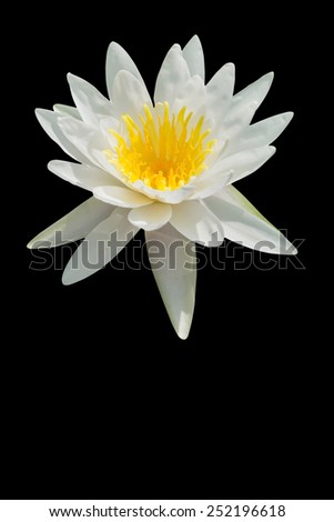 Lotus, fresh color, with yellow stamens of the lotus flower. isolated black background. with Clipping Path