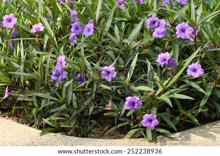 Purple flowers Ruellia tuberosa Linn. Waterkanon, Watrakanu, Minnieroot, Iron root, Feverroot, Popping pod, Trai-no, Toi ting (thai name).
