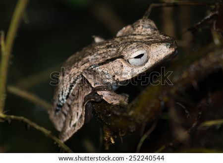Tiny Brown Frog On Branch