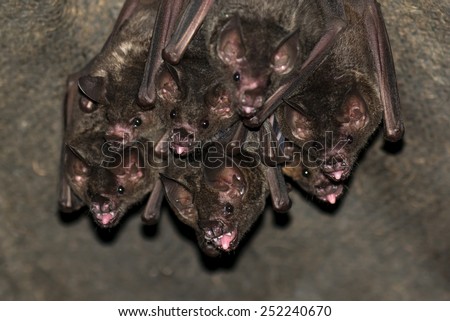 Group Of Small Bats Royalty-Free Stock Photo #252240670