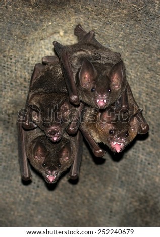 Group Of Small Bats Royalty-Free Stock Photo #252240679