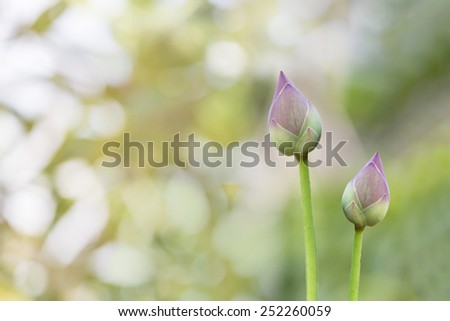 pink lotus buds flower with blur background