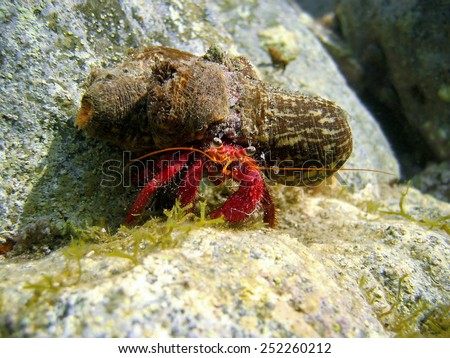 Hermit Crab underwater, Dardanus calidus, with sea anemones on its shell, Mediterranean Sea, Azure coast, Var, France