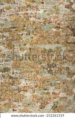Tree bark texture and background surface
