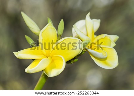 Flowers Gardening,Yellow Leelawadee in the garden