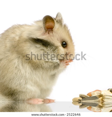 Profile of a Hamster standing up and looking the food in front of a white background