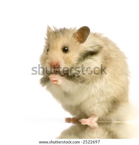 Hamster standing up in front of a white background