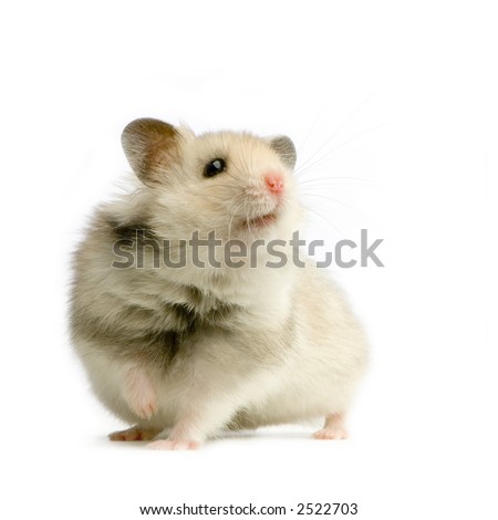 Hamster in front of a white background