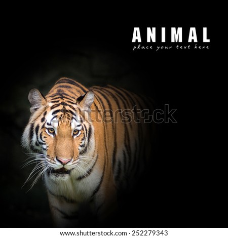 Bengal tigers are looking victim