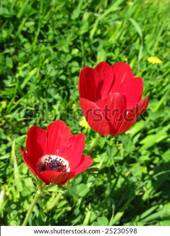 red poppy in Israil