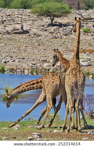 Giraffe - African Wildlife Background - Fight Club for Bulls
