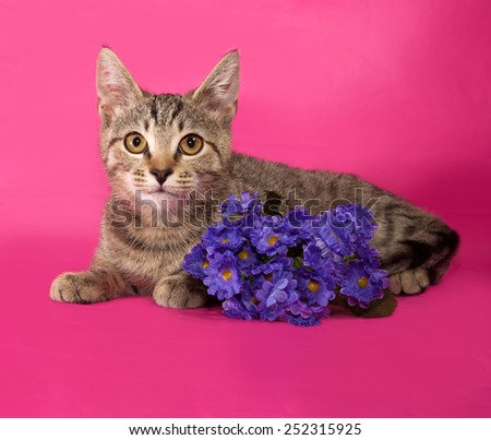 Striped kitten with bouquet of flowers lying on pink background
