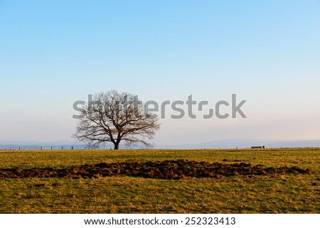Stock image of a lonely old oak tree on the horizon in the evening