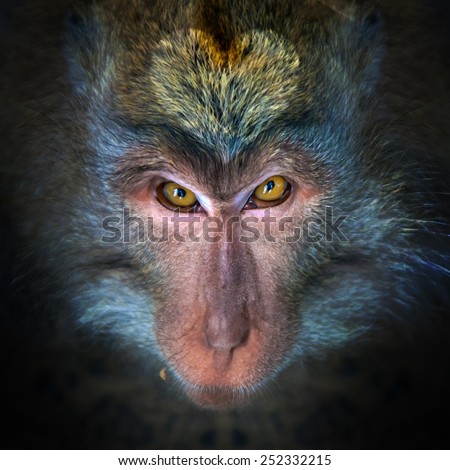 Wicked monkey portrait with heart picture on head