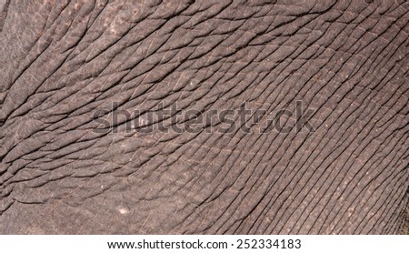 elephant skin texture.