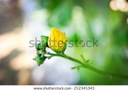 Beautiful yellow pumpkin flowers