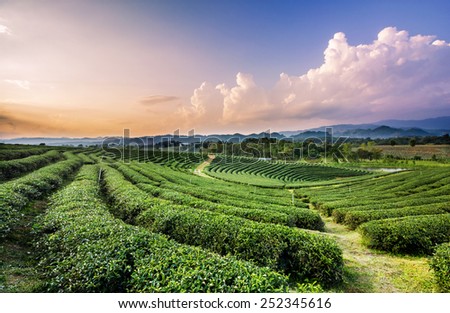 Tea plantation landscape Royalty-Free Stock Photo #252345616