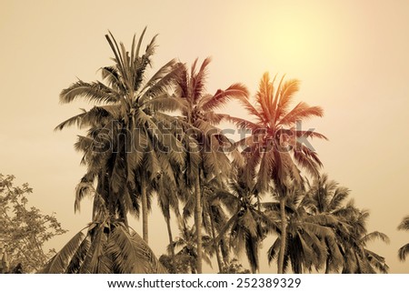 Coconut tree. Vintage filter.