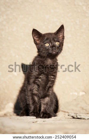 Adorable black kitten